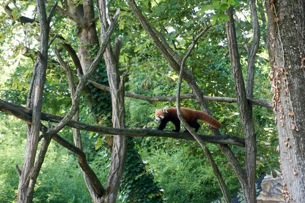 Снимок Красной Панды Идущей Ветке Дерева — стоковое фото