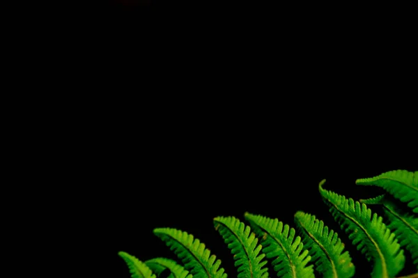 Closeup Shot Green Leaves Polypodiophyta Plant Black Background — Stock Photo, Image
