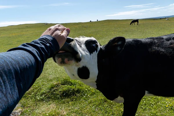 Una Mano Masculina Acariciando Una Vaca Blanca Negra — Foto de Stock