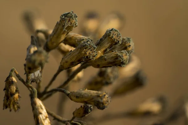 Closeup Small Flowers Blurred Background — Stock Photo, Image