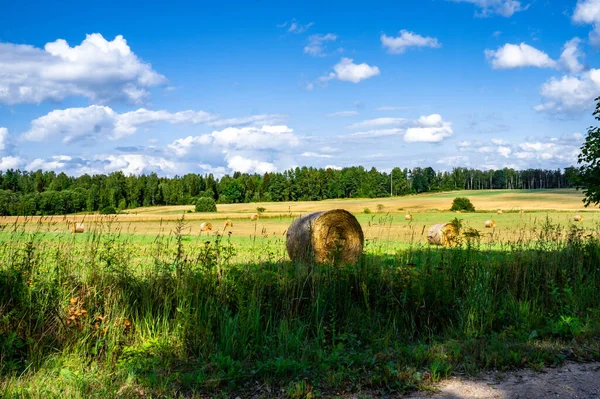 Een Close Opname Van Een Landbouwveld Met Grote Bomen Bewolkte — Stockfoto