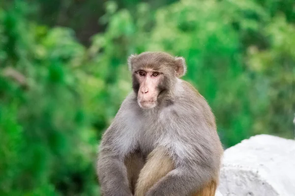 Ένα Χαριτωμένο Pagai Island Macaque Κάθεται Και Ξεκουράζεται Στο Φυσικό — Φωτογραφία Αρχείου