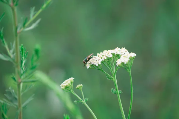 Een Vlieg Een Witte Pijl Een Wazige Achtergrond — Stockfoto