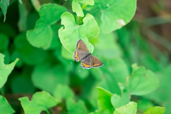 Krásný Motýl Zeleném Listu Lese — Stock fotografie