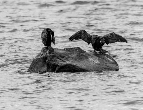 Tiro Ángulo Alto Dos Pájaros Negros Una Isla Rocosa Rodeada — Foto de Stock