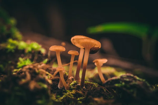 Nahaufnahme Eines Pilzes Der Wilden Wald Wächst — Stockfoto