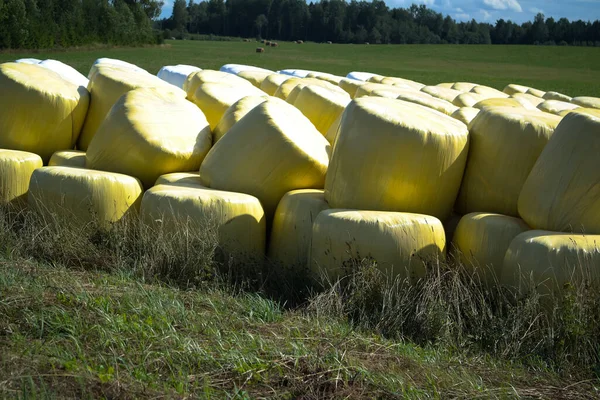 Haylages Field Sunny Day — Stock Photo, Image