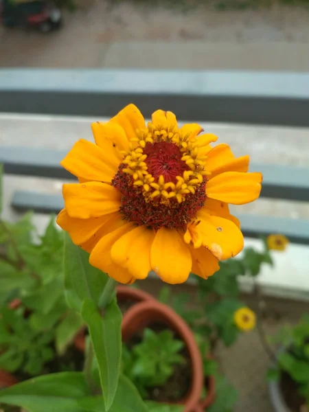 Tiro Seletivo Foco Uma Planta Flowering Alaranjada Heliopsis Que Cresce — Fotografia de Stock