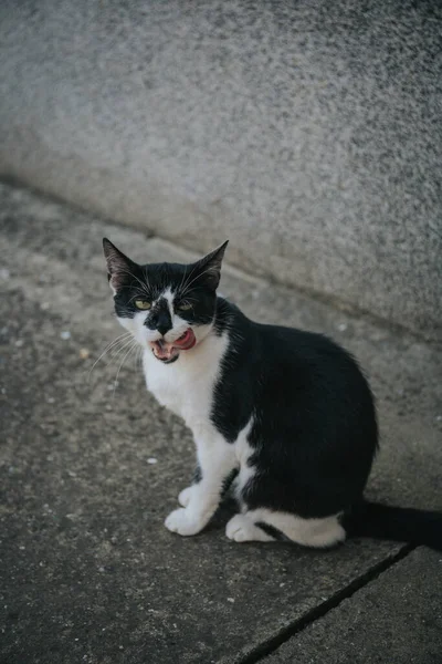 Μια Κάθετη Φωτογραφία Μιας Ασπρόμαυρης Γάτας Στο Δρόμο — Φωτογραφία Αρχείου
