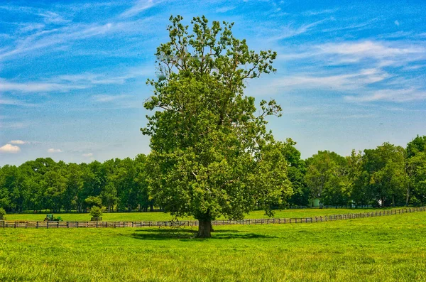 Strom Poli Slunečného Dne — Stock fotografie