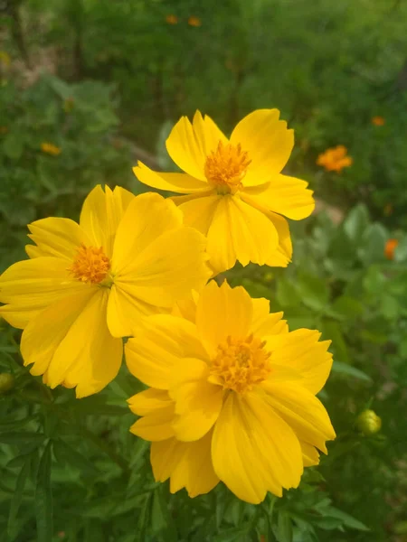 一种生长在花园里的宇宙黄色开花植物的选择性集中拍摄 — 图库照片