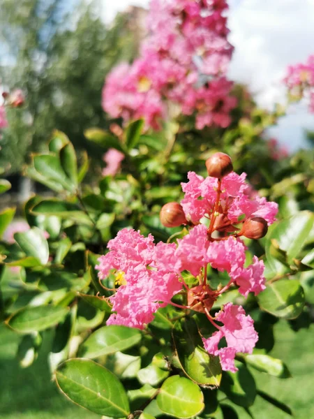 Gros Plan Roses Roses Sur Les Branches Avec Ciel Flou — Photo