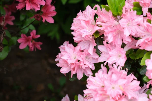 Een Close Shot Van Bloeiende Roze Rhododendron Bloemen — Stockfoto