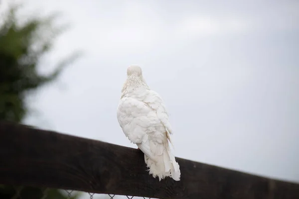 Egy Szürke Felvétel Egy Kecses Fehér Galambról Egy Hálós Kerítésen — Stock Fotó