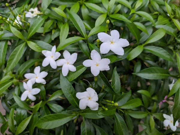 Uma Bela Vista Flores Com Pétalas Brancas Crescendo Arbusto Com — Fotografia de Stock