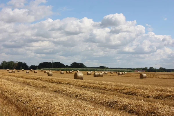 Yellow Field Hay Bales Green Trees Horizon — Stock Photo, Image