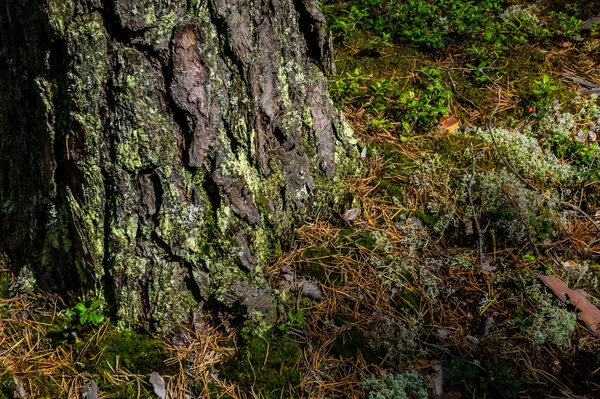 Tiro Perto Tronco Árvore Floresta Tropical — Fotografia de Stock