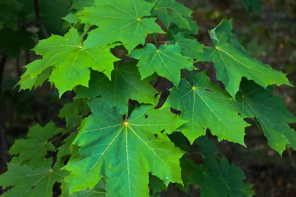 Eine Nahaufnahme Von Ahornbaumblättern Auf Dem Ast Unter Sonnenlicht — Stockfoto