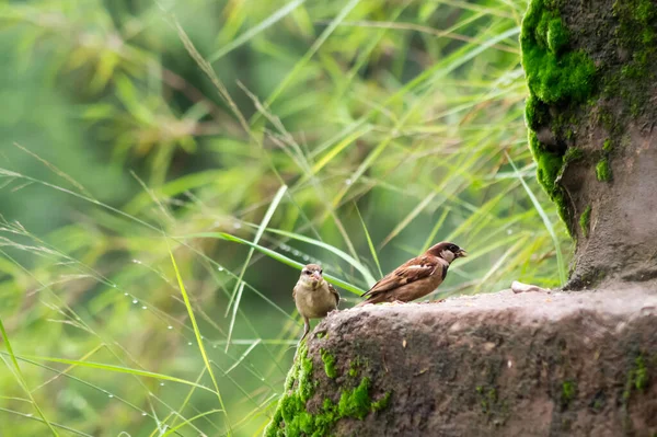 Zwei Spatzen Auf Einem Baumstamm Wald Einem Regnerischen Tag — Stockfoto