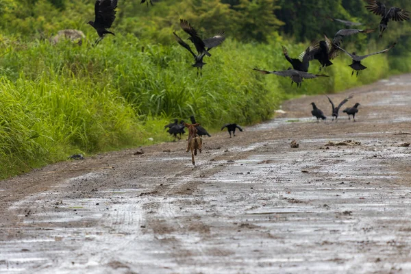 Eine Hochwinkelaufnahme Eines Schwarms Schwarzer Vögel Auf Einer Feuchten Landstraße — Stockfoto