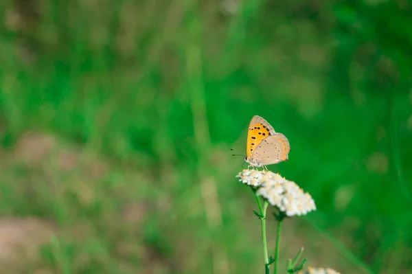 Szelektív Fókusz Felvétel Egy Pillangóról Egy Virágon — Stock Fotó