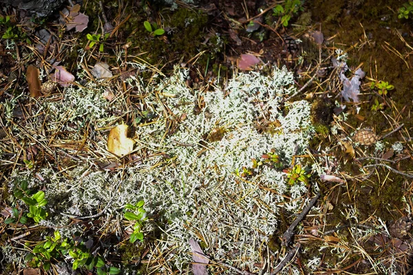 Ein Kopfschuss Von Mischpflanzen Mit Blättern Wald — Stockfoto
