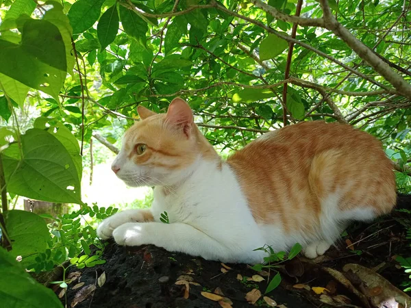 Closeup Shot Adorable Ginger White Cat Lying Soil Park — Stock Photo, Image