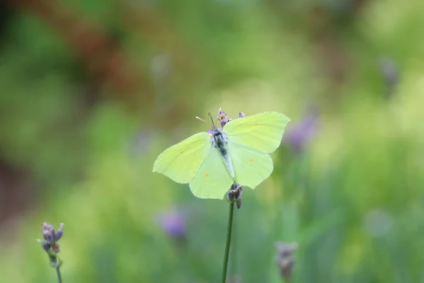 花の上に美しい緑の蝶のクローズアップショット — ストック写真