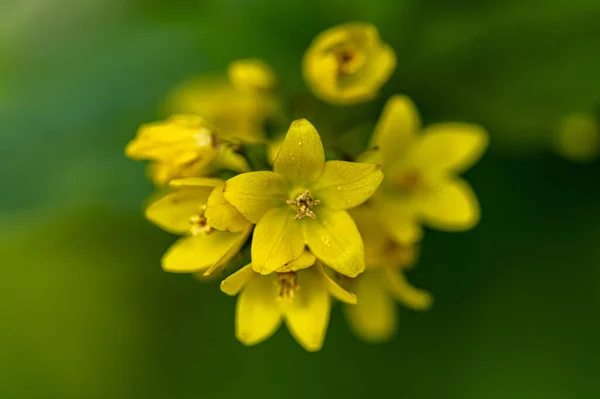 背景がぼやけて庭に黄色い花弁が生えている花の美しい景色 — ストック写真