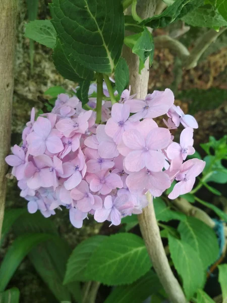 Tiro Seletivo Foco Das Plantas Flowering Roxas Hortensia Que Crescem — Fotografia de Stock