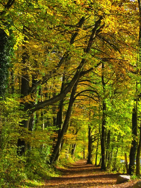 森林中五彩缤纷的秋树环绕着的一条小径的垂直截图 — 图库照片