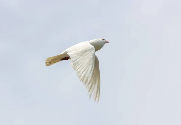 Tiro Ângulo Baixo Uma Pomba Branca Voo Com Céu Nublado — Fotografia de Stock