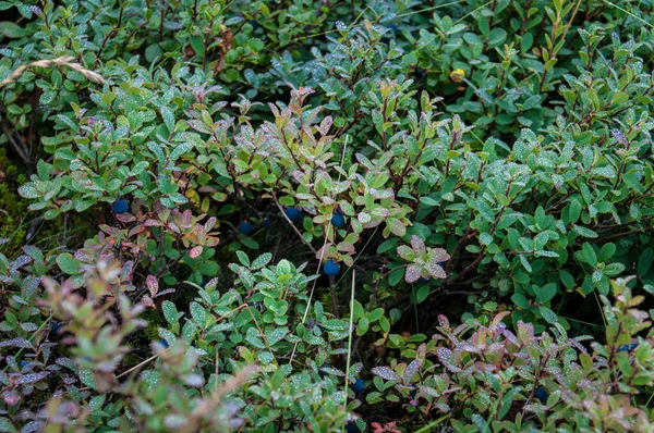 Green Shrub Japanese Barberry — Stock Photo, Image