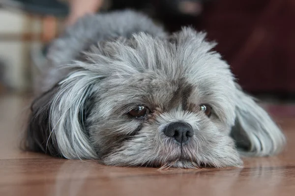 Detailní Záběr Shih Tzu Nebo Shih Tzu Psa Plemene — Stock fotografie