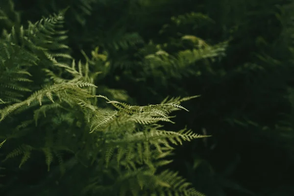 花园中的一种有选择的绿色蕨类聚焦点照片 — 图库照片