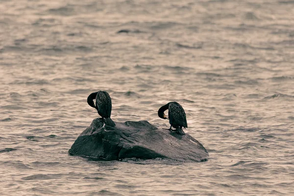 Tiro Ángulo Alto Dos Pájaros Negros Una Isla Rocosa Rodeada — Foto de Stock