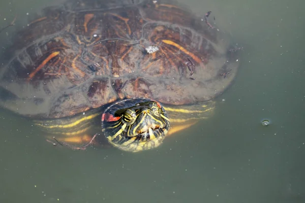 Gros Plan Une Tortue Nageant Dans Des Eaux Troubles — Photo