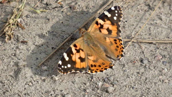 A macro shot of a Painted lady (Vanessa cardui) butterfly on the ground