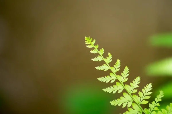 Närbild Bild Gröna Bladen Polypodiophyta Anläggning Suddig Bakgrund — Stockfoto