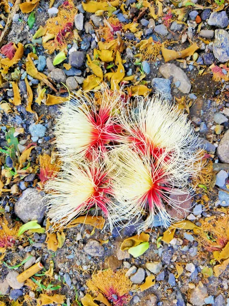 Μια Κάθετη Βολή Τεσσάρων Φυτών Genus Calliandra Στο Έδαφος Ξηρά — Φωτογραφία Αρχείου