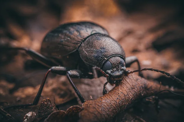 Een Close Shot Van Een Aarde Saaie Mestkever — Stockfoto