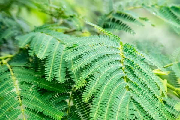 Een Close Shot Van Groene Bladeren Van Een Polypodiophyta Plant — Stockfoto