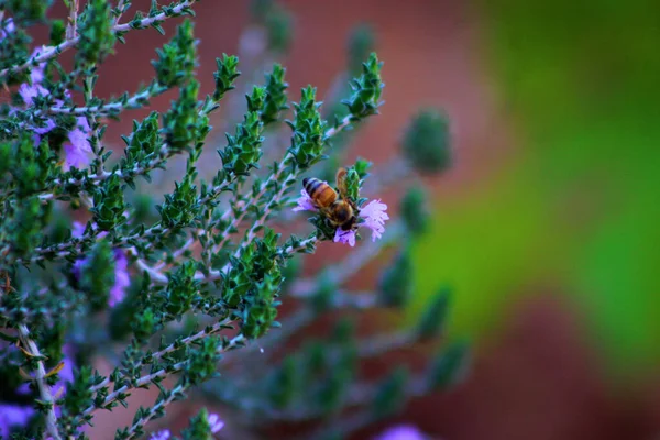 Маленькая Пчела Сидит Фиолетовом Цветке Размытом Фоне — стоковое фото