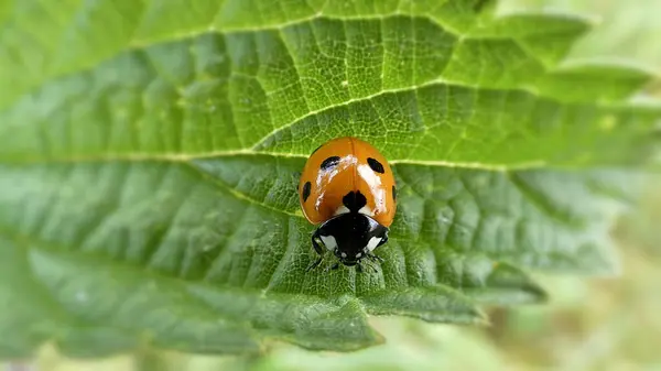 Tiro Macro Uma Joaninha Uma Folha Verde — Fotografia de Stock