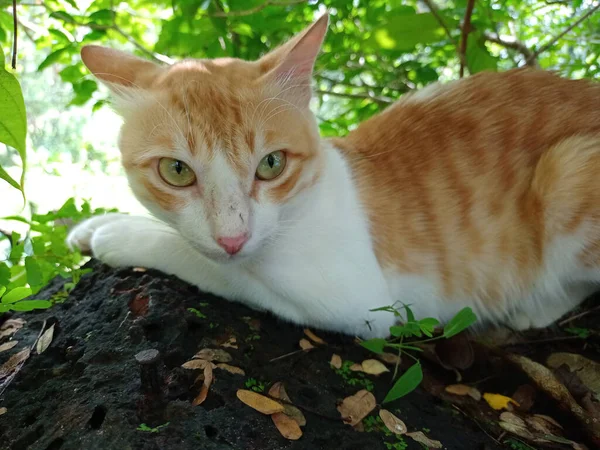 在公园里 一只可爱的生姜和白猫躺在地上的特写镜头 — 图库照片