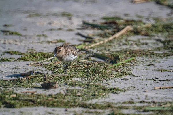 Een Close Opname Van Een Dunlin Vogel Het Water — Stockfoto