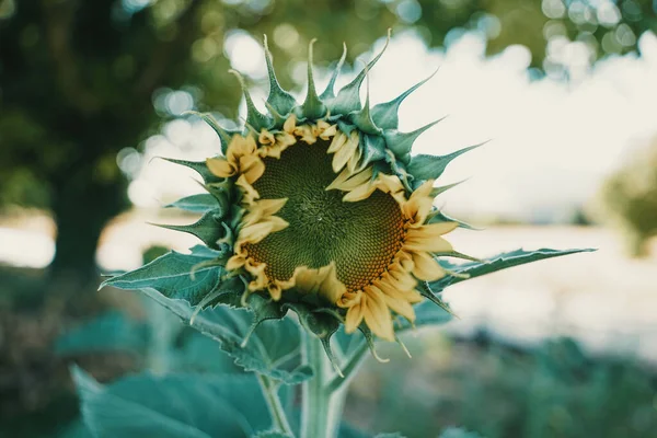 一朵盛开的向日葵的选择性聚焦镜头 — 图库照片