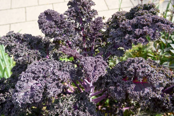 A closeup shot of a purple kale plant