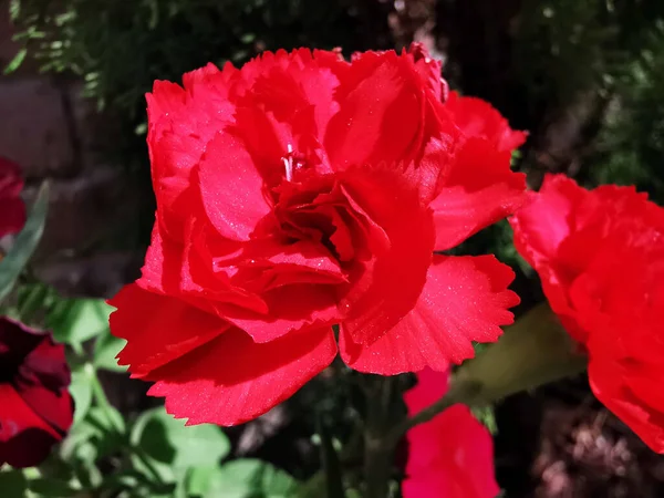 Close Uma Flor Vermelha Com Fundo Borrado Parque Retiro Madrid — Fotografia de Stock