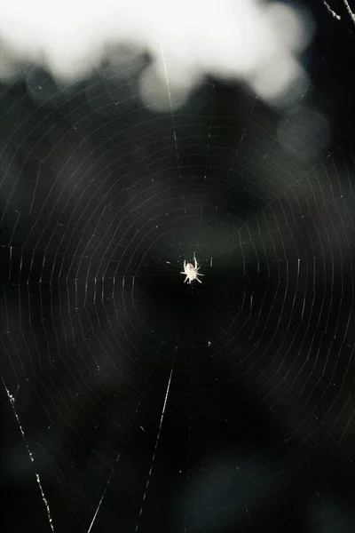 Een Kleine Witte Spin Weeft Een Web Wazige Achtergrond — Stockfoto